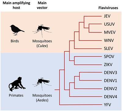 Mosquito-borne flaviviruses and type I interferon: catch me if you can!